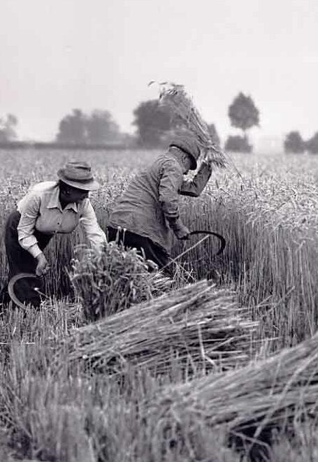 cropped-cropped-1.jpg